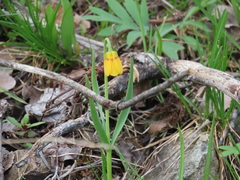 Fritillaria pudica