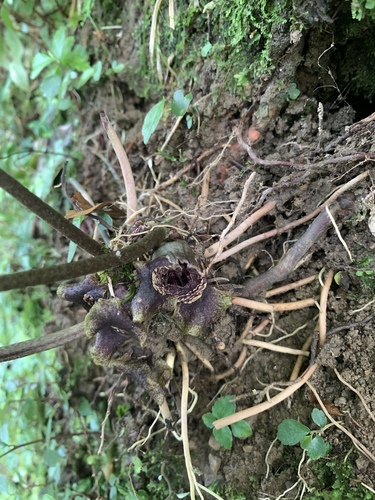 Image of Asarum macranthum by (c) 呂一起(Lu i-chi), some rights reserved (CC BY)