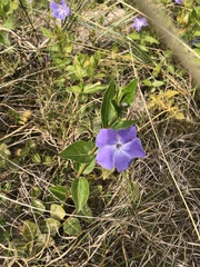Vinca major
