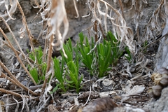 Verbesina hintoniorum