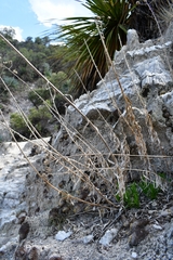 Verbesina hintoniorum