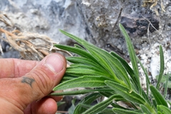 Verbesina hintoniorum