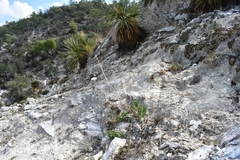 Verbesina hintoniorum