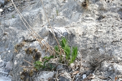 Verbesina hintoniorum