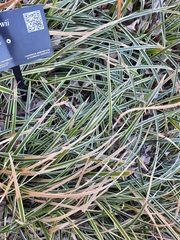 Carex morrowii