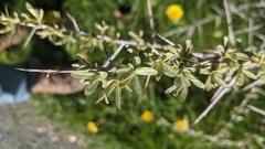 Hippophae rhamnoides