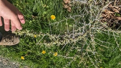 Hippophae rhamnoides