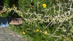 Hippophae rhamnoides