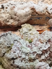 Basidiomycota