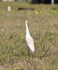 Bubulcus ibis image