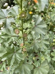 Malva parviflora