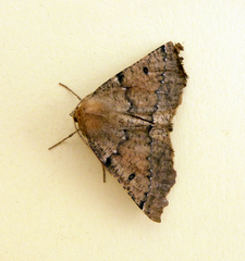 Odontopera bidentata