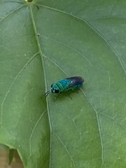 Chrysis angolensis