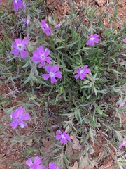 Phlox speciosa