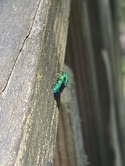 Chrysis angolensis