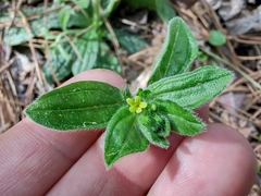 Lithospermum tuberosum