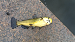 Black Bullhead photo 3
