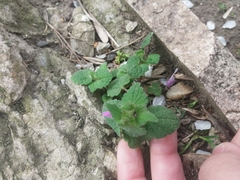 Lamium purpureum