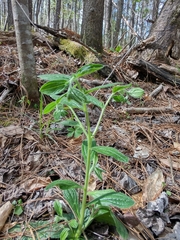 Lithospermum tuberosum