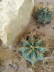 Ferocactus glaucescens