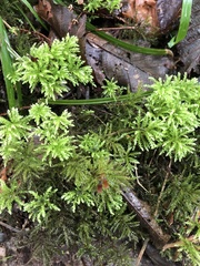 Leucolepis