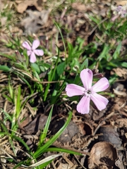 Silene caroliniana