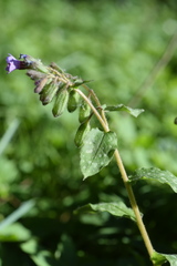 Pulmonaria officinalis