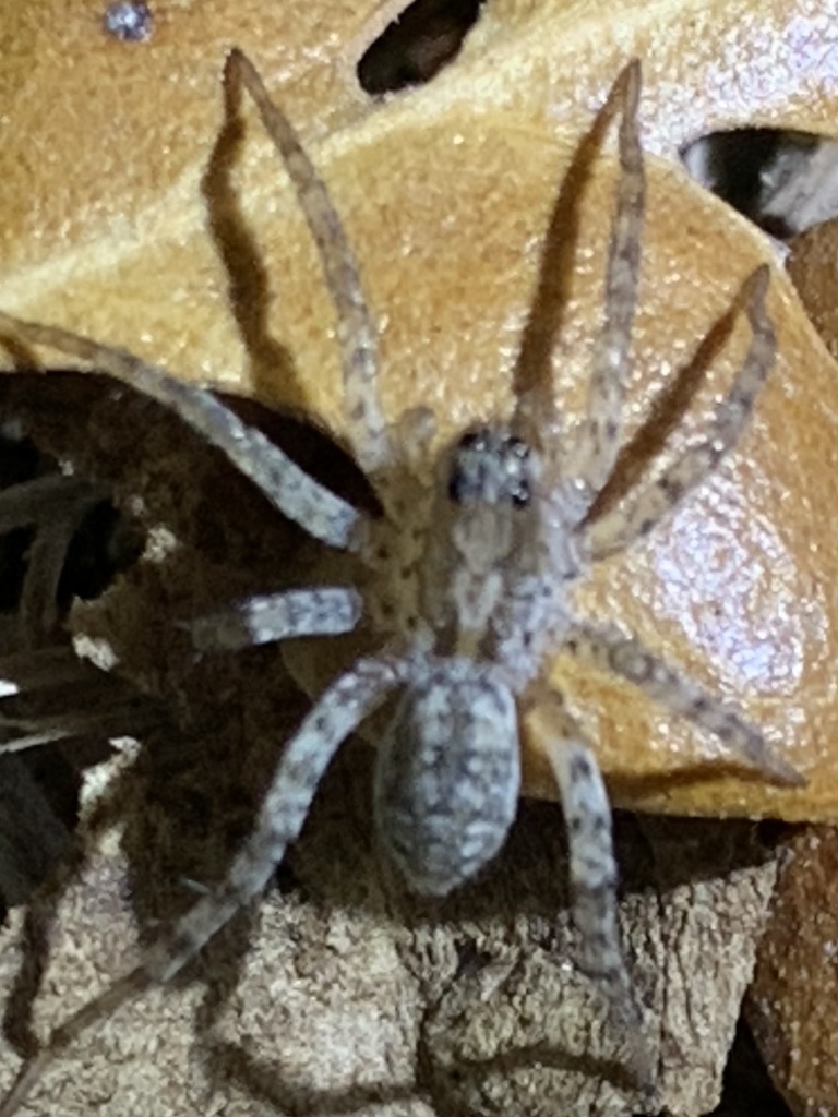 Wolf Spiders from Rosedown Dr, Corpus Christi, TX, US on April 03, 2022 at 0934 PM by sylshessa