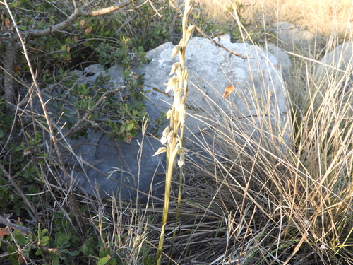 Schiedeella saltensis