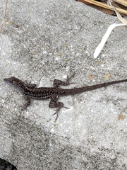 Anolis sagrei