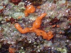 Clathrina rubra