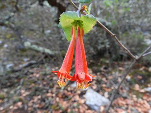 Lonicera pilosa (Lonicera pilosa)
