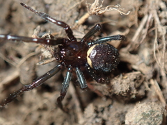 Steatoda paykulliana