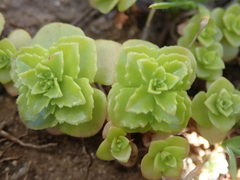 Phedimus stellatus