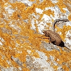 Brachycerus barbarus