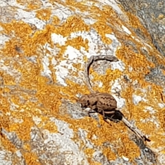Brachycerus barbarus