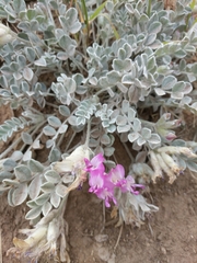 Astragalus utahensis