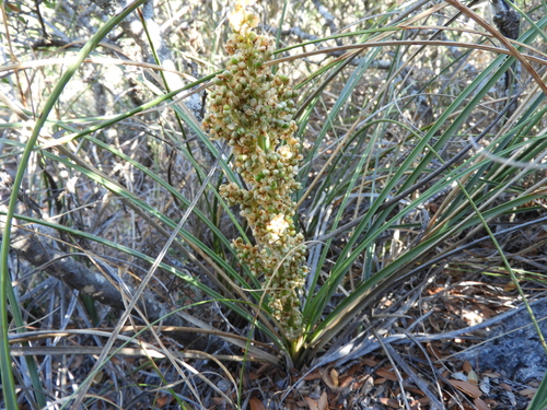 Image of Nolina micrantha by (c) Leticia Jiménez Hernández, some rights reserved (CC BY-SA)