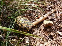 Testudo hermanni hermanni
