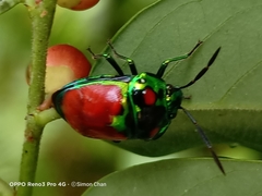 Chrysocoris eques