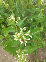 Apocynum × floribundum