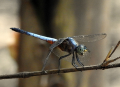 Brachydiplax chalybea