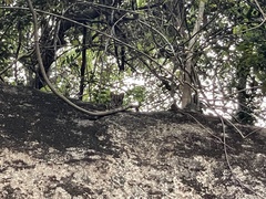 Prionailurus bengalensis