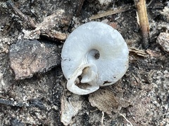 Triodopsis henriettae