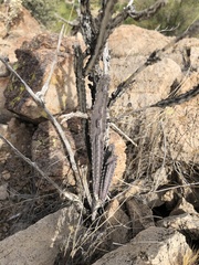 Peniocereus greggii