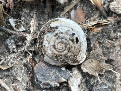 Triodopsis henriettae