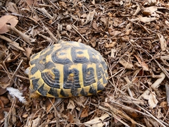 Testudo hermanni hermanni