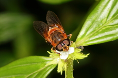Palpada ruficeps