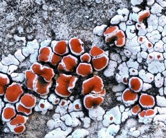 Squamulea galactophylla