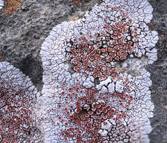 Squamulea galactophylla